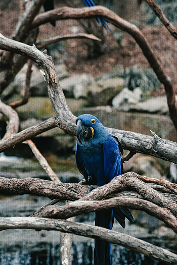 Animals, Parrots, Bird HD phone wallpaper
