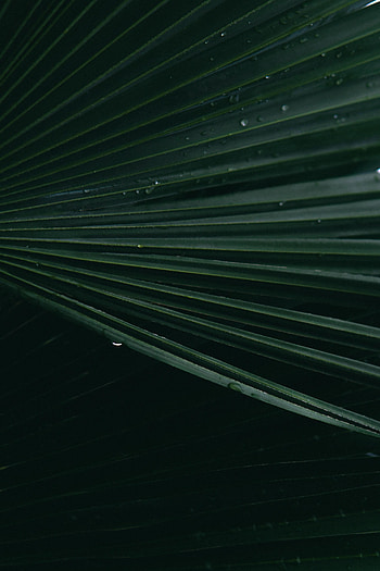 Drops, Macro, Surface, Sheet, Leaf HD phone wallpaper