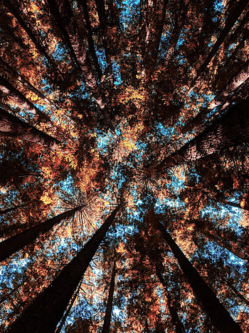 Nature, Trees, Autumn, Branches, Bottom View HD phone wallpaper