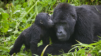 Uganda travels, 2022 mudita adventures, Memorable experiences HD wallpaper