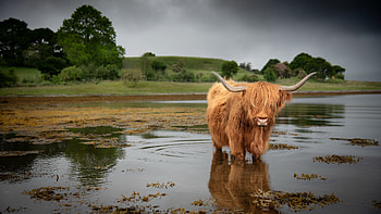 Highland, Cow HD wallpaper