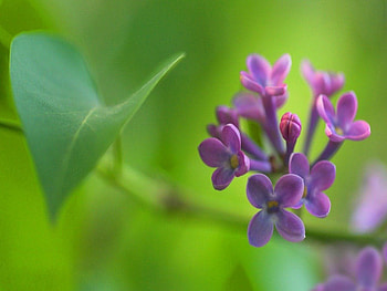 Sprig, purple, leaves, flower, green, lilac HD wallpaper