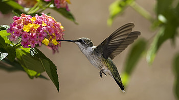 Hummingbird, wings, birds, beautiful, wild, pink, pretty, green, nature, flowers HD wallpaper
