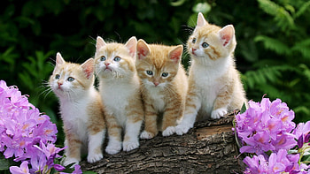 Animals, Cats HD wallpaper