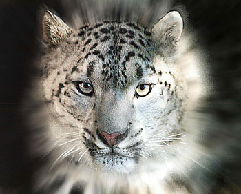 Animals, Snow Leopard HD wallpaper