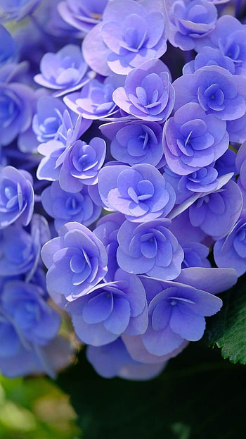 Beautiful Flowers, Hydrangea Flowers HD phone wallpaper