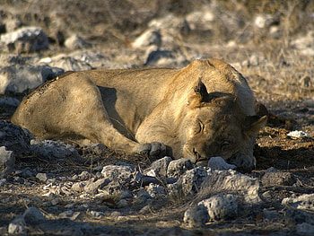 lioness, africa, cat, sleeping, wild HD wallpaper