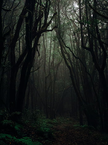 Eerie and atmospheric dark forest with towering trees creating a mysterious ambiance. Perfect for nature graphy lovers. HD phone wallpaper
