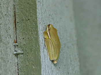 LITTLE FROG, waiting, wall, frog, sitting HD wallpaper