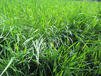 Nature, Grass, Dew HD wallpaper