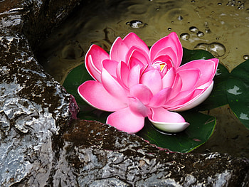 Pink Water Lily, graphy, Summer, Water Lily, Flowers, Water, Nature HD wallpaper