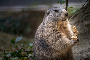 Animals, Fluffy, Rodent, Marmot HD wallpaper
