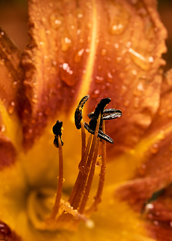 Flower, Macro, Wet, Close-Up, Dew, Stamens HD phone wallpaper