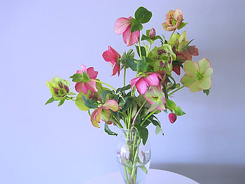 Christmas roses - still life, blue, pink, white, green, christmas roses, vase HD wallpaper