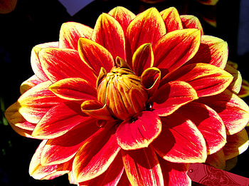 Dahlia, white, red, flower HD wallpaper