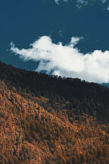 Nature, Trees, Clouds, Mountain, Forest, Slope HD phone wallpaper
