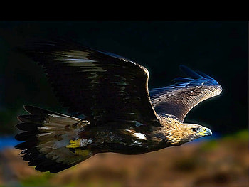 Flying Eagle, beautiful HD wallpaper