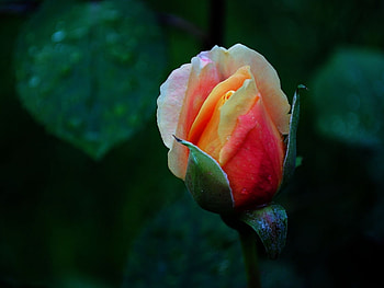 Plants, Flowers, Roses HD wallpaper