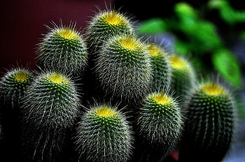 The lemon ball, Cactus HD wallpaper