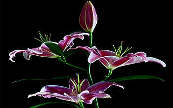 Endless Loving, purple, loving, sweetness, flowers, romantic, tulips, beauty HD wallpaper