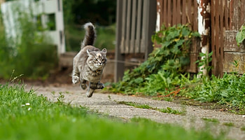 High speed kitty, kitty, green, run, cat, grass, high, speed HD wallpaper