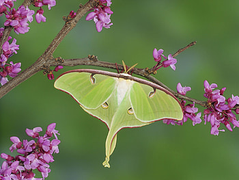 Luna Moth, Moth, Animal, Branch, Flower, Insect, Pink Flower HD wallpaper