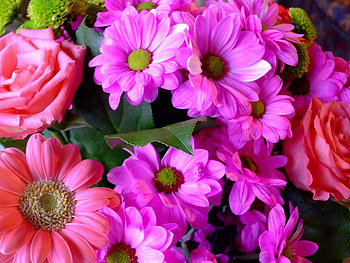 Flowers, Roses, Gerberas, Close-Up, Bouquet HD wallpaper