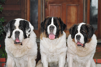 Animals, Dogs, Three, St. Bernard, St. Bernards, Fidelity HD wallpaper