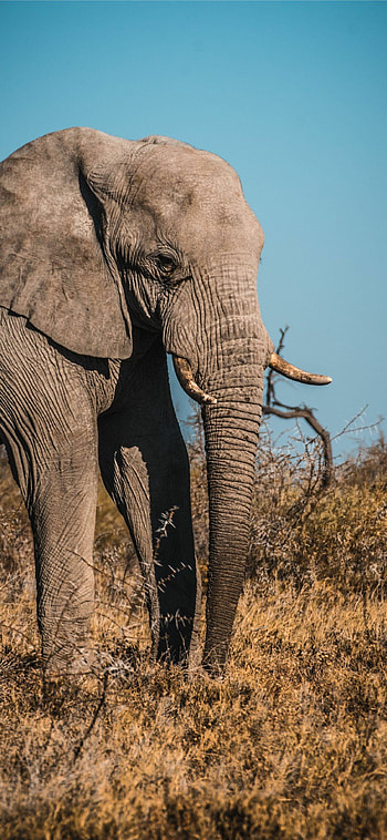 Safari , Adventure-filled backgrounds, Wildlife exploration, Mobile escapades HD phone wallpaper