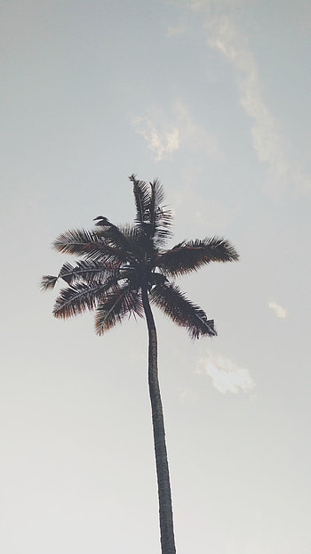Nature, Sky, Palm, Branches, Bottom View, Trunk HD phone wallpaper