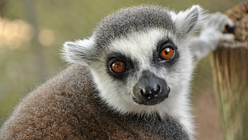 Lemur close-up, Intense gaze, Detailed features, Great for U TV HD wallpaper