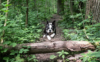 Animals, Dog, Bounce, Jump, Run, Run Away, Bulldog HD wallpaper