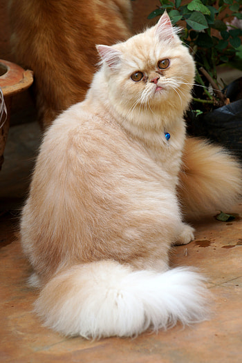 Cute persian cats ...., whiskers, flooring HD phone wallpaper