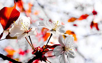 Flower, Plant, Macro, Bloom, Flowering, Branch, Spring HD wallpaper