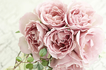 Pink Roses, pink, roses, rose, flowers HD wallpaper