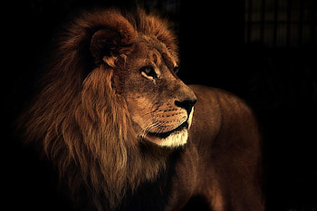 Leo the Lion, animal, cat, lion HD wallpaper