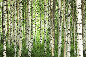 Birch forest , Birch forest backgrounds, Top HD wallpaper