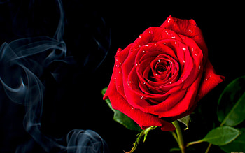 Plants, Flowers, Roses HD wallpaper