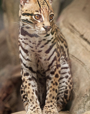 Ocelot ideas, Majestic wildcat, Big cat beauty, Nature's wonders HD phone wallpaper