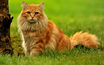 Animals, Cats HD wallpaper