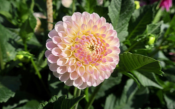 Dahlia, pink, nature, flower HD wallpaper