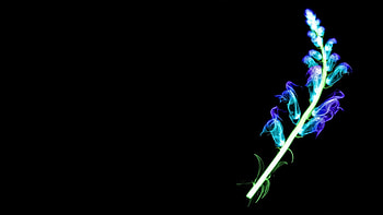 Abstract, Background, Smoke, Branch HD wallpaper