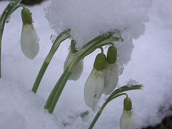 snowdrops, white, snow, flowers, spring HD wallpaper