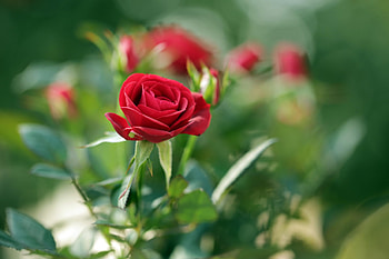 Red Roses, garden, flowers, buds, roses HD wallpaper