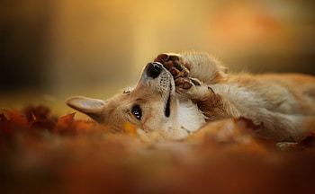 Corgi, Animal, Dog, Dogs HD wallpaper