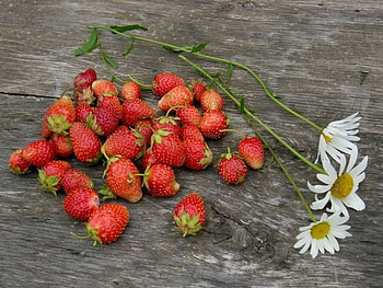 rural, wood, daisy, red, strawberries HD wallpaper
