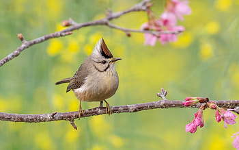 Crested Tit, tit, animal, branch, bird HD wallpaper