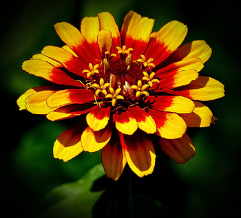 ZINNIA, PETALS, LEAVES, NATURE, COLORS HD wallpaper