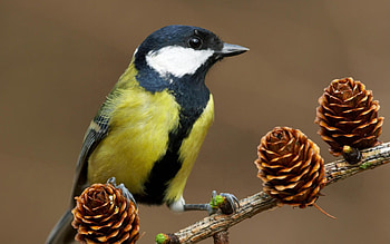 Animals, Cones, Bird, Wood, Tree, Branch, Tit, Titica HD wallpaper