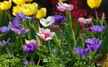 Summer flowers, summer, colorful, pretty, beautiful, flowers, grass, lovely HD wallpaper
